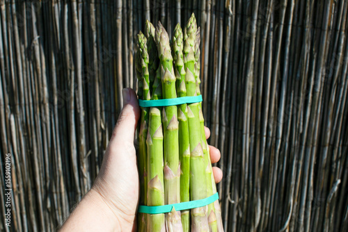 A sunburnt hand clutches verdant asparagus spears, hinting at fertility festivals and nourishing springtime rejuvenation rituals
