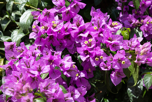 Bougainvillea flower detailed close up photo shoot.