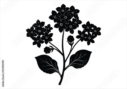 heliotrope silhouette flower on white background