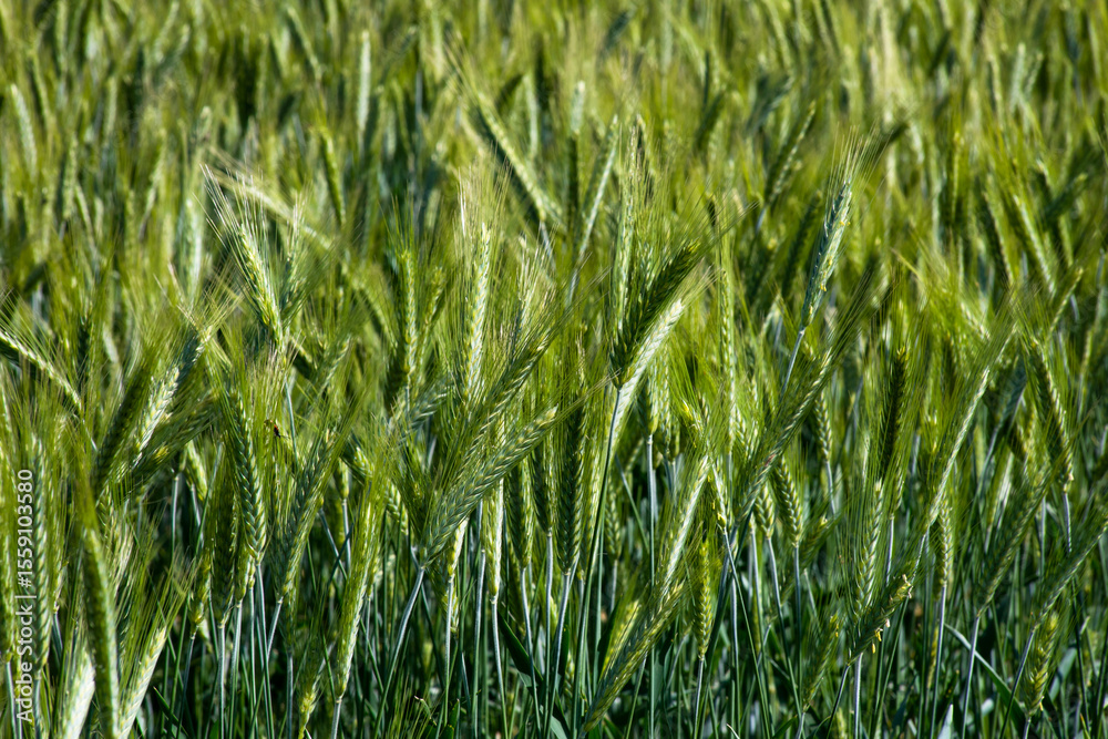 Fototapeta premium Lush barley dances under zephyr whispers, invoking Lammas harvest, agrarian dreams, and verdant renewal's green tapestry symphony