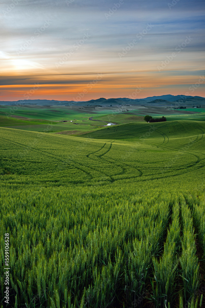 Fototapeta premium Sunrise on the Palouse