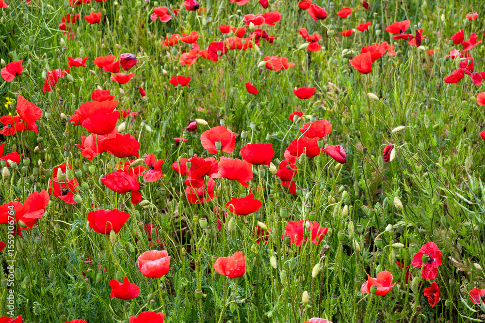 Vibrant poppy field sways under whispering winds, evoking Anzac Day remembrance and Persephones return, wild scarlet tapestry alive Vibrant poppy field sways under whispering winds, evoking Anzac Day remembrance and Persephones return, wild scarlet tapestry alive