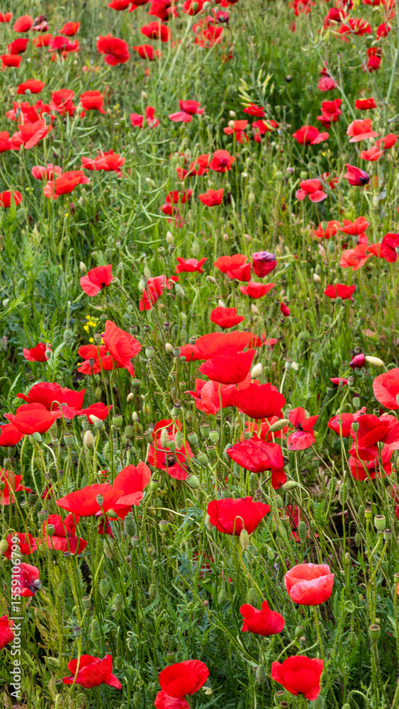 Scarlet poppies dance in the breeze, whispering tales of remembrance and Midsummer's Eve beneath a verdant canvas Scarlet poppies dance in the breeze, whispering tales of remembrance and Midsummer's Eve beneath a verdant canvas