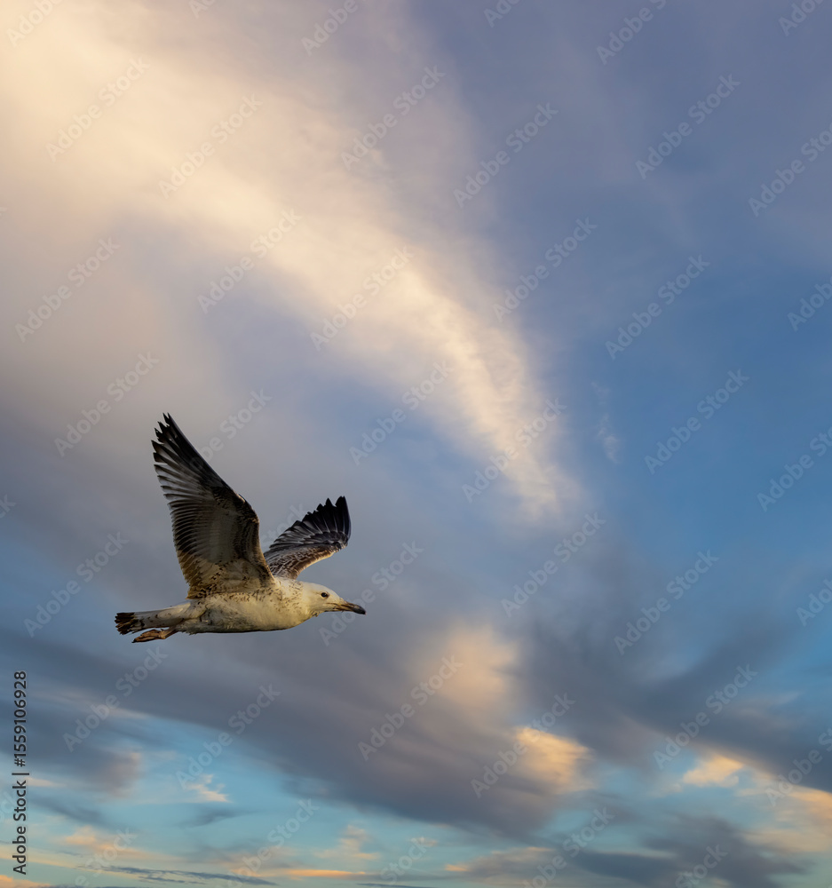 Obraz premium Seagull flying in the colorful sky of Razice, Czechia
