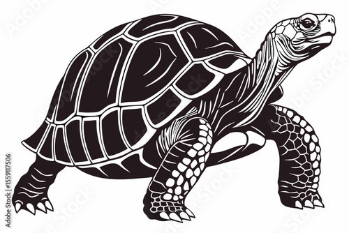 gal pagos tortoise sihouette black vector