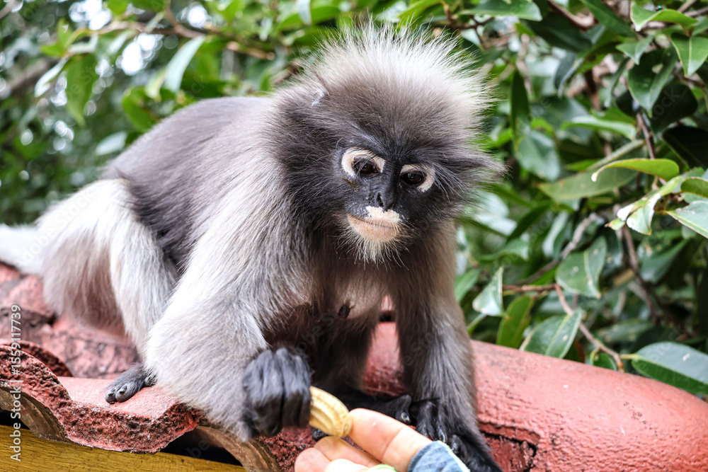 Fototapeta premium Trust in the wild - spectacled langur reaches for a human offering