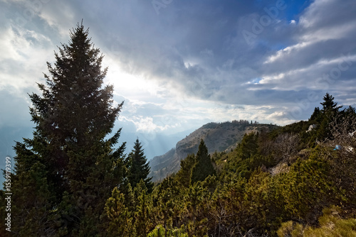 Mountain pines on the crest of Mount Spil on the Pasubio massif. Vallarsa, Trentino, Italy.