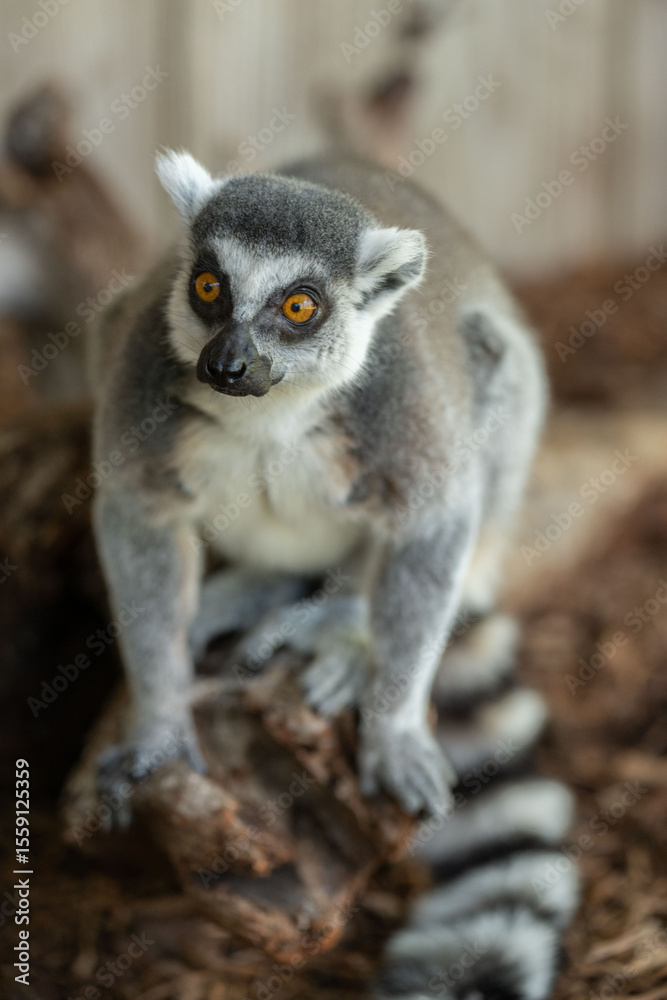 Obraz premium ring tailed lemur eating on branch