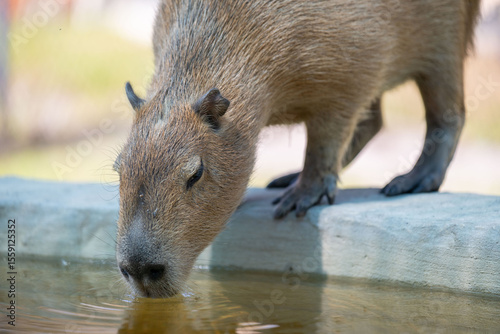 Wallpaper Mural capybara drinking water from a pool Torontodigital.ca
