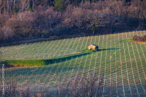 Vineyard Landscape in Chateau Chalon, France During Winter photo