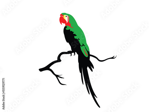 Red, yellow and black parrot resting on branch, macaw isolated on a white background