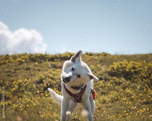 Canvas Print White shepherd dog shakes off water in sunny alpine meadow, droplets flying unde
