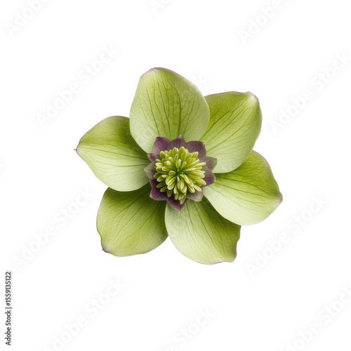 Detailed macro view of a pale green hellebore flower with purple center isolated on transparent background