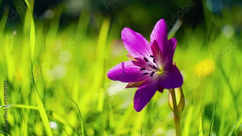 Purple Spring Crocus Flower Blooming Timelapse in Sunny Green Meadow