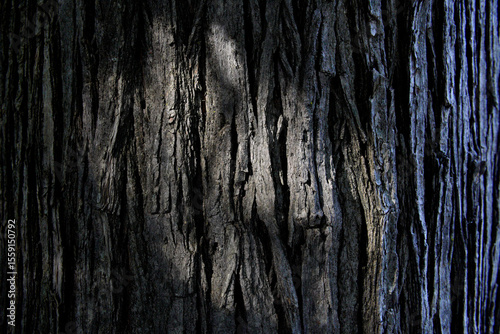 Sunlight filtering through deep vertical ridges of rough tree bark