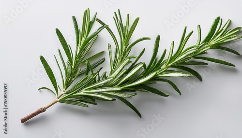 single rosemary branch fine lines on clean white background natural style