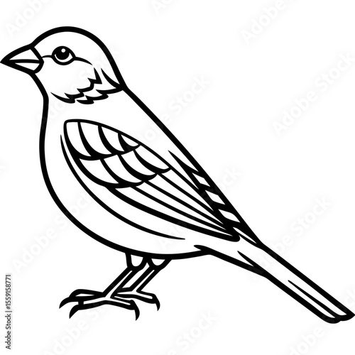 Elegant Yellowhammer Bird Line Illustration