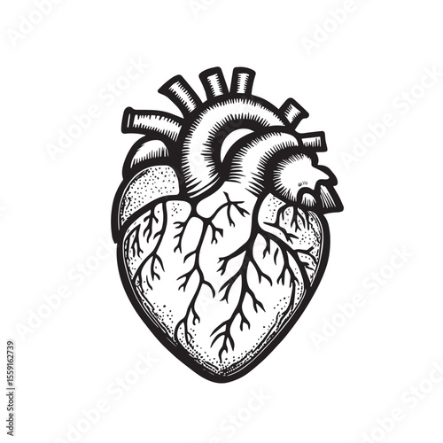 Human heart anatomy icon
