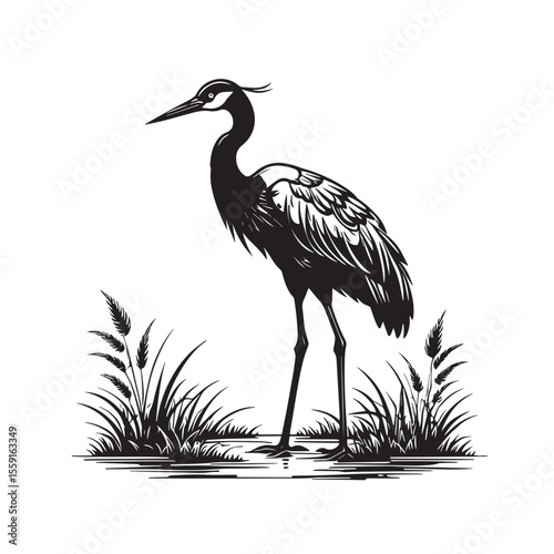 Exotic crane or heron bird 