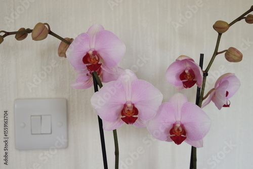 purple orchid 