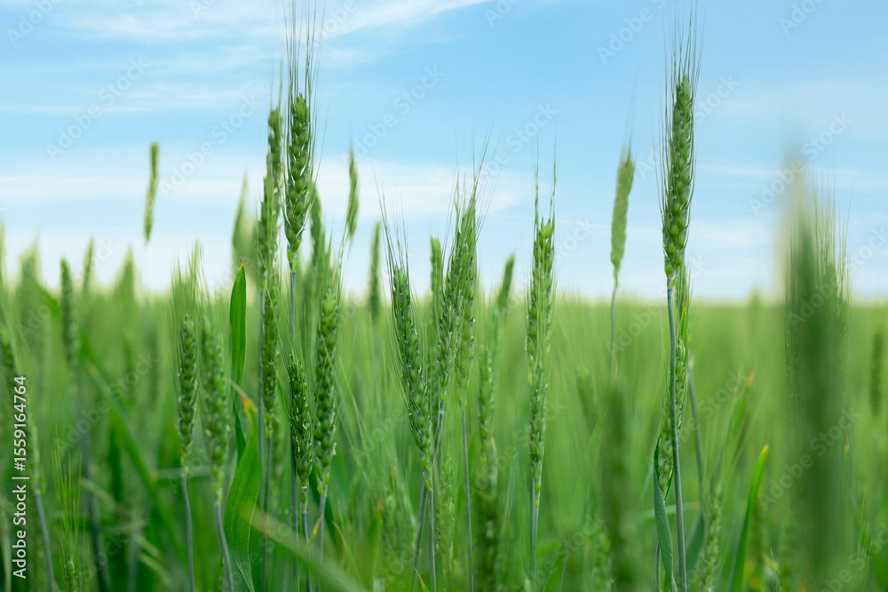 Wheat spikes growing in field outdoors, closeup Wheat spikes growing in field outdoors, closeup