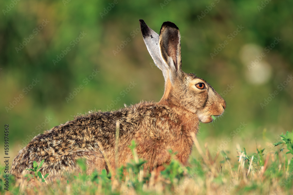 Fototapeta premium A wild rabbit eats rapeseed in a sunlit meadow at early dawn