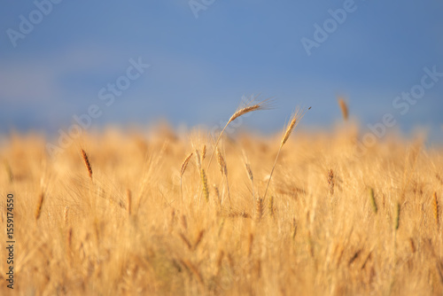 Wallpaper Mural  Wheat field at sunset on the border of the village Torontodigital.ca
