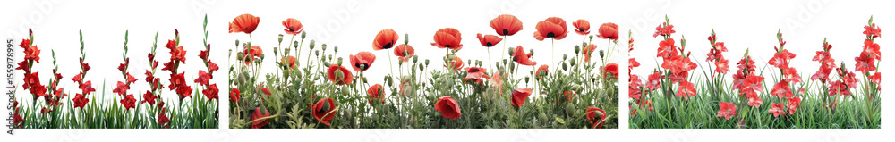Obraz premium PNG Vibrant poppies in lush meadow, element set on transparent background