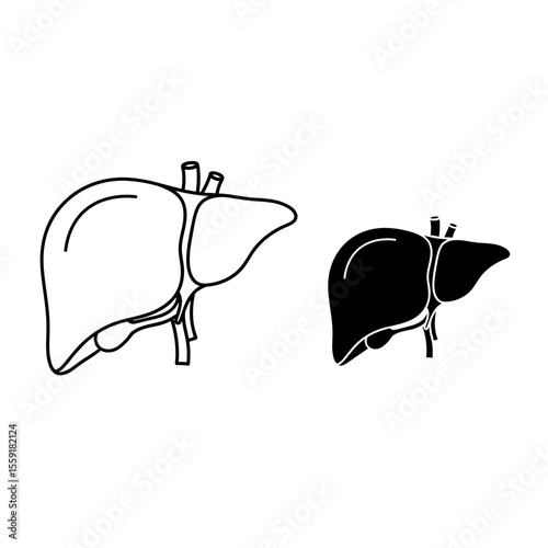 Illustration of a liver in two styles one outline and one solid black on a white background anatomy diagram