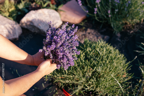 a cut of lavender in the garden during flowering