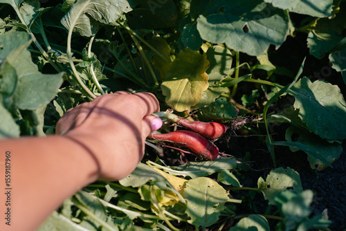 gardener holding a homegrown and organic radish after harvesting