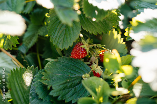 the red berry strawberries in the garden