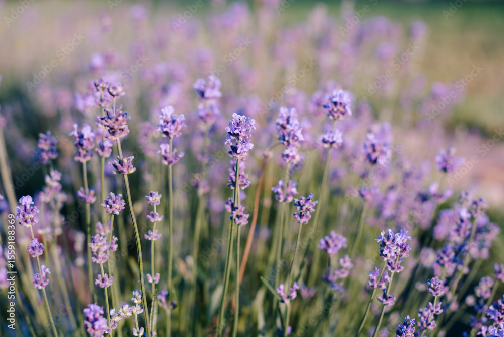 Naklejka premium Bee on blooming lavender in a garden