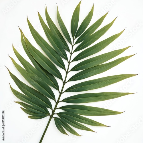 Detailed shot saw palmetto palm leaf on white backdrop. Deep green color, symmetrical design. Botanical art. Lush flora, natural beauty, evokes tropical mood.