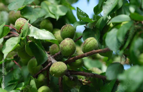 A close up of green unripe apricots on a tree branch, covered in brown spots from a fungal infection.