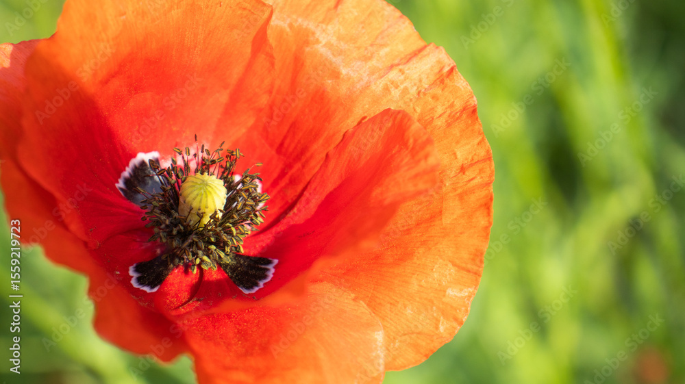 Vivid red poppy blooms in a sunlit meadow, showcasing intricate petals and bustling life in a tranquil natural setting Vivid red poppy blooms in a sunlit meadow, showcasing intricate petals and bustling life in a tranquil natural setting
