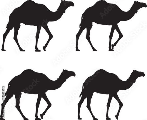 Camels Walking Desert Animal Silhouette vector illustration