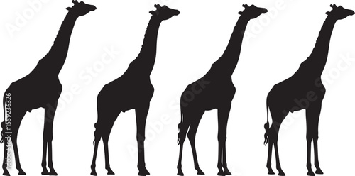 Giraffe Looking Up Animal Silhouette vector illustration