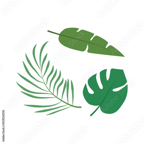 Tropical leaves isolated on white background. Palm leaf, banana leaf.
