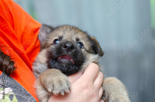 Baby wolfdog German Shepherd mix puppy. Close-up on face, sharp focus on nose. Fluffy coat, blurred background, shallow DOF