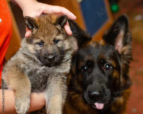 One-month-old wolfdog German Shepherd puppy in hands. Close-up. Mother dog visible in blurred background. Focus on puppy eyes