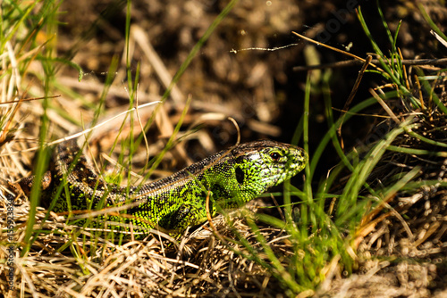 green lizard in poland