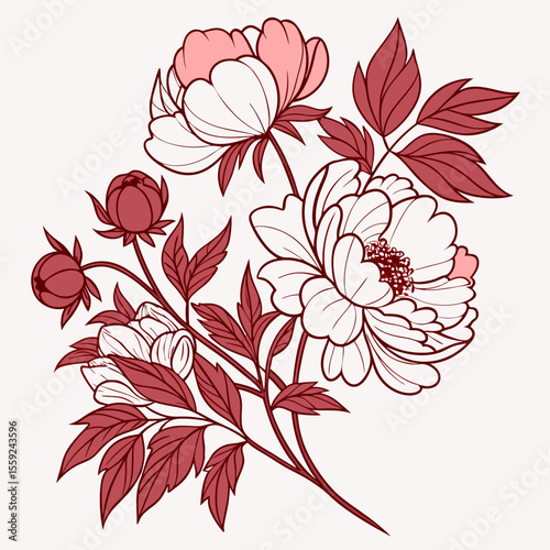 vector illustration of peony flowers