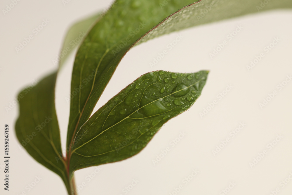 Obraz premium Smoke close-up selective soft focus green leaf with water drop. Natural blur beige pastel background.