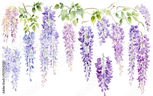 Watercolor Wisteria Clip Art Set, simple, minimalist, clip art style isolated on a transparent background