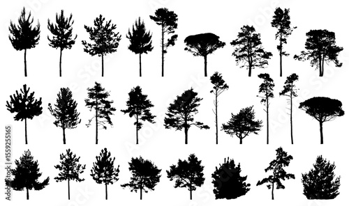 Spruce and pine tree silhouette collection isolated on a white background