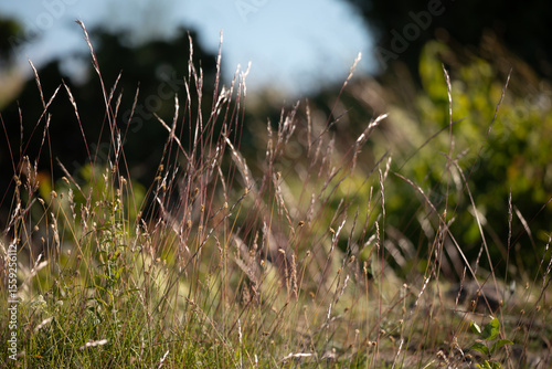 Fototapeta Naklejka Na Ścianę i Meble -  Golden wisps of sunlit grass in a summer meadow