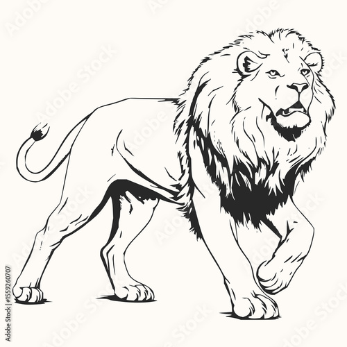Minimilist illustration of a majestic lion with detailed mane walking forward in a black and white drawing style vector