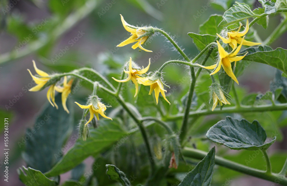 Tomatoes are blooming in the farm field Tomatoes are blooming in the farm field