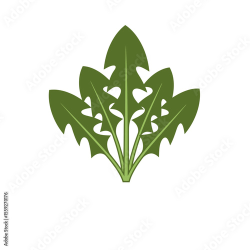 Green dandelion leaves, vector illustration. Types of plants and nature, unusual food ingredients, flora and environment concept